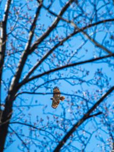 Preview wallpaper hawk, trees, flight, branches, bottom view