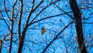Preview wallpaper hawk, trees, flight, branches, bottom view
