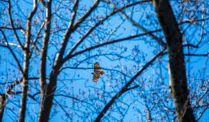 Preview wallpaper hawk, trees, flight, branches, bottom view