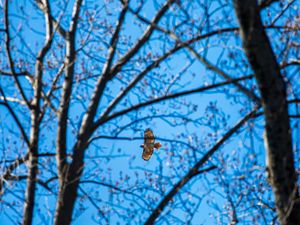 Preview wallpaper hawk, trees, flight, branches, bottom view