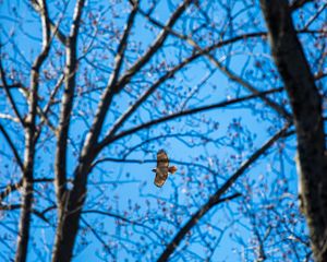 Preview wallpaper hawk, trees, flight, branches, bottom view