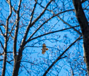 Preview wallpaper hawk, trees, flight, branches, bottom view