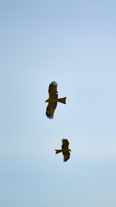 Preview wallpaper hawks, bird, wings, flight, sky