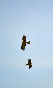 Preview wallpaper hawks, bird, wings, flight, sky