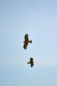 Preview wallpaper hawks, bird, wings, flight, sky