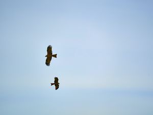 Preview wallpaper hawks, bird, wings, flight, sky