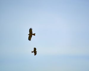 Preview wallpaper hawks, bird, wings, flight, sky