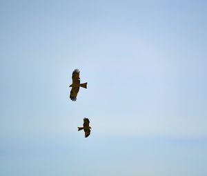 Preview wallpaper hawks, bird, wings, flight, sky