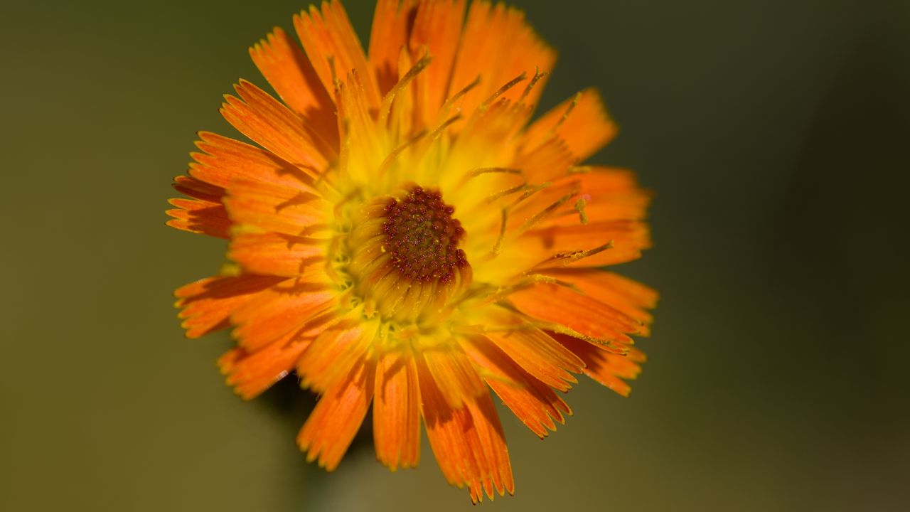 Wallpaper hawkweed, flower, petals, orange