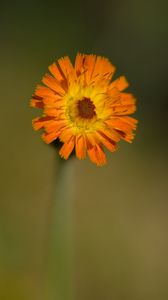 Preview wallpaper hawkweed, flower, petals, orange