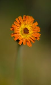 Preview wallpaper hawkweed, flower, petals, orange