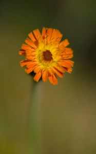 Preview wallpaper hawkweed, flower, petals, orange