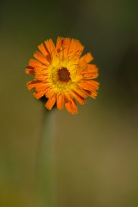 Preview wallpaper hawkweed, flower, petals, orange