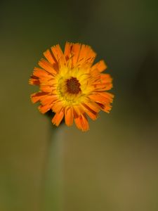 Preview wallpaper hawkweed, flower, petals, orange