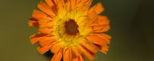 Preview wallpaper hawkweed, flower, petals, orange