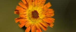 Preview wallpaper hawkweed, flower, petals, orange