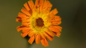 Preview wallpaper hawkweed, flower, petals, orange