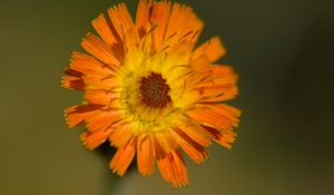 Preview wallpaper hawkweed, flower, petals, orange