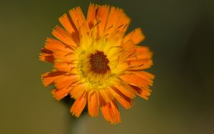 Preview wallpaper hawkweed, flower, petals, orange