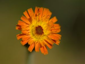 Preview wallpaper hawkweed, flower, petals, orange