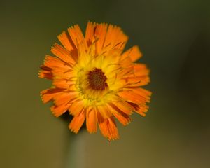 Preview wallpaper hawkweed, flower, petals, orange