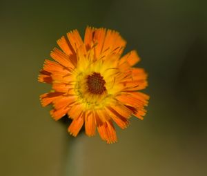 Preview wallpaper hawkweed, flower, petals, orange