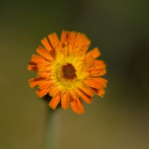 Preview wallpaper hawkweed, flower, petals, orange