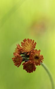 Preview wallpaper hawkweed, flowers, inflorescence, orange