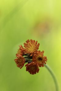 Preview wallpaper hawkweed, flowers, inflorescence, orange