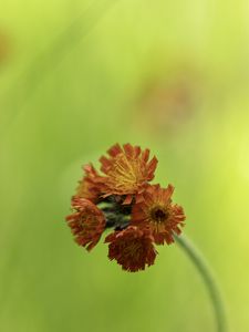 Preview wallpaper hawkweed, flowers, inflorescence, orange