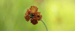 Preview wallpaper hawkweed, flowers, inflorescence, orange