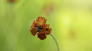 Preview wallpaper hawkweed, flowers, inflorescence, orange