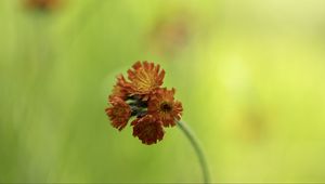 Preview wallpaper hawkweed, flowers, inflorescence, orange