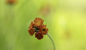 Preview wallpaper hawkweed, flowers, inflorescence, orange