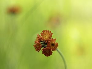 Preview wallpaper hawkweed, flowers, inflorescence, orange