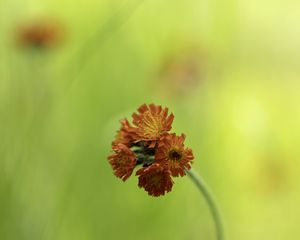 Preview wallpaper hawkweed, flowers, inflorescence, orange