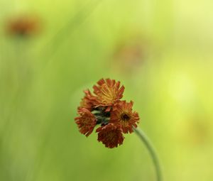 Preview wallpaper hawkweed, flowers, inflorescence, orange