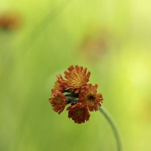 Preview wallpaper hawkweed, flowers, inflorescence, orange