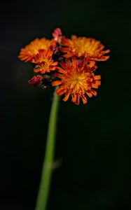 Preview wallpaper hawkweed, flowers, petals, macro