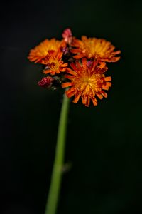 Preview wallpaper hawkweed, flowers, petals, macro