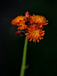 Preview wallpaper hawkweed, flowers, petals, macro