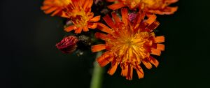 Preview wallpaper hawkweed, flowers, petals, macro