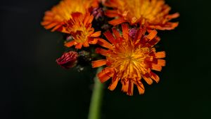 Preview wallpaper hawkweed, flowers, petals, macro