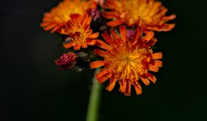 Preview wallpaper hawkweed, flowers, petals, macro