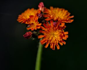 Preview wallpaper hawkweed, flowers, petals, macro