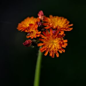 Preview wallpaper hawkweed, flowers, petals, macro