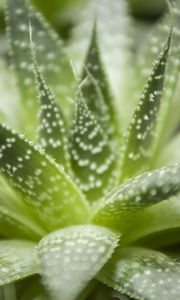 Preview wallpaper haworthia, flower, houseplant, close-up