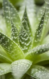 Preview wallpaper haworthia, flower, houseplant, close-up