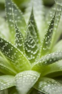 Preview wallpaper haworthia, flower, houseplant, close-up