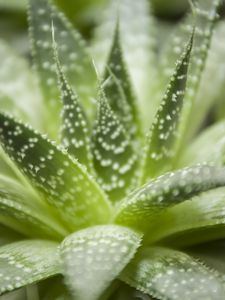 Preview wallpaper haworthia, flower, houseplant, close-up